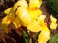 Striped Beauty Canna / Canna 